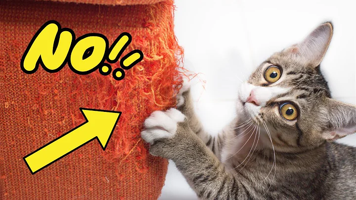 How to Stop Your Cat From Scratching Furniture (10 Methods) - DayDayNews