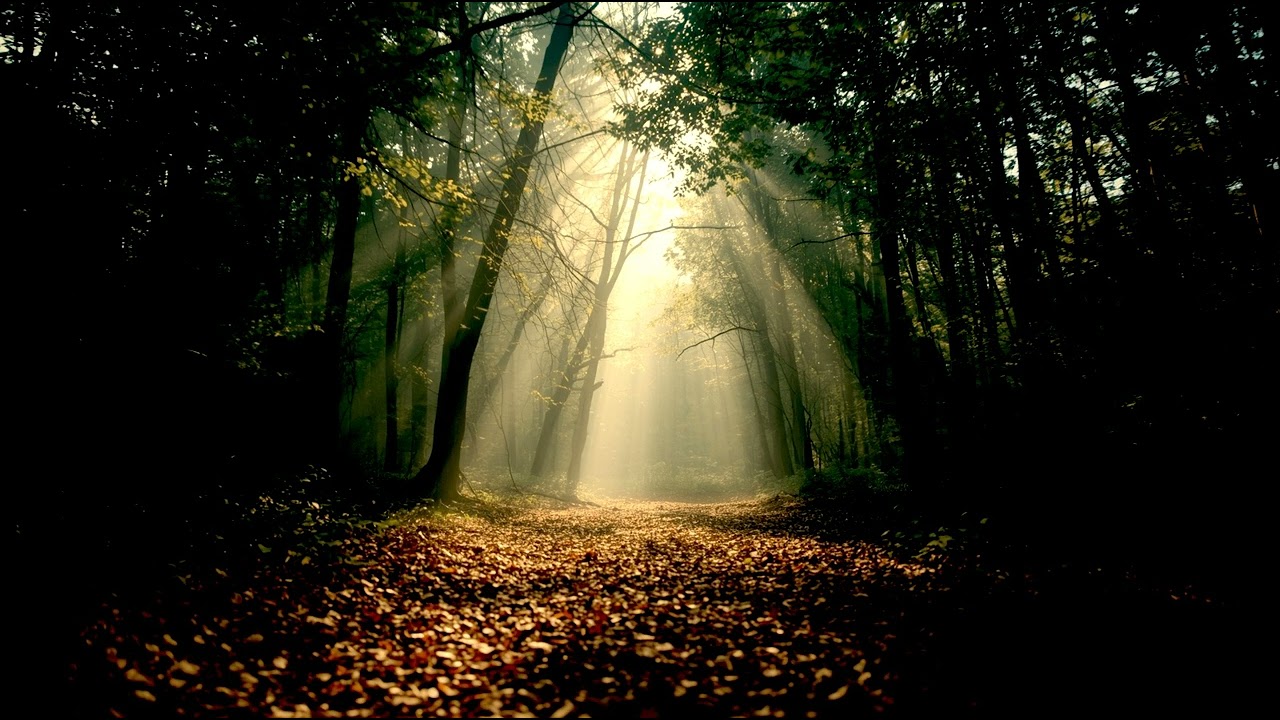 🌍 Connect to the Earth's natural pulse with Ancient Rhythms: Grounding Breathwork.