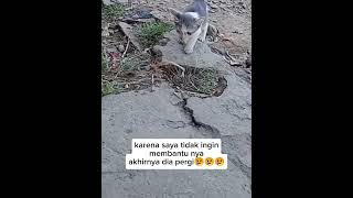 Download Lagu karena saya tak ingin membantunya akhirnya dia pergi@gondrong854 #education #videoshort MP3