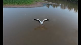 One Wood Stork Hunting (in 4K)