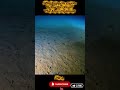 Deep Sea Secrets: Strange Creatures Living Under Extreme Pressure / Pat 4