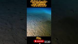 Deep Sea Secrets: Strange Creatures Living Under Extreme Pressure / Pat 4