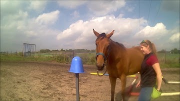 Injection training: positive reinforcement and stationary target