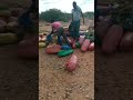 Qabenya Koo Kanin Guyya Tokkoti Dhabe HarKa Nama Mudadhe Amma Hojjin RABBII Hundi Gaarid 