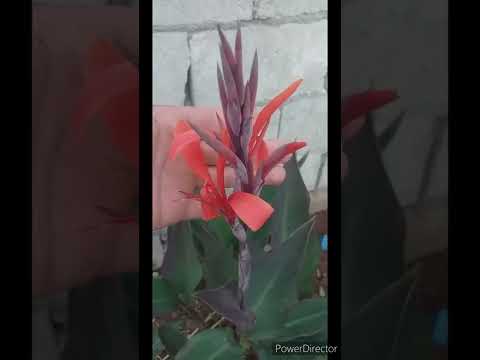 زهرة الزنبق 