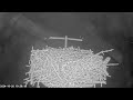 Ssen transmission alyth substation osprey nest camera