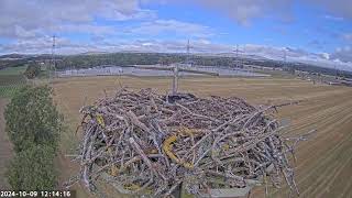 Preview of stream SSEN Alyth substation Osprey nest camera