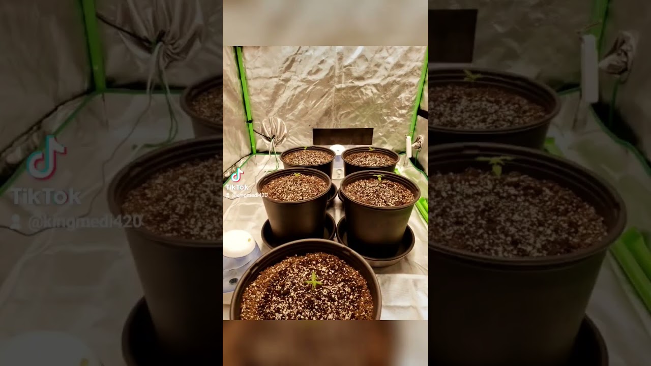 Spider Farmer LED sf1000 moved in