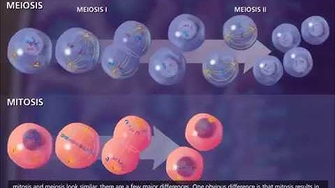 Meiose, Crossing Over e Variabilidade Genética (3D Animation Legendado)