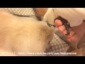 犬にちょっかいを出すオウム