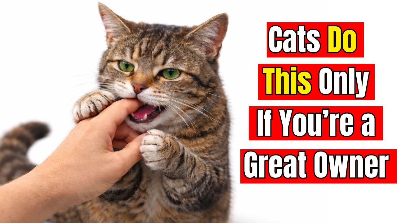 20 Things Cats Do Only When They’re Living Their Best Life