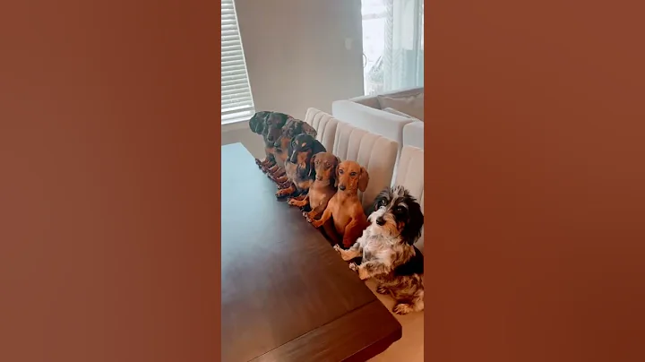 FIND THE IMPOSTER! #dog #dachshund #shorts