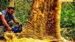 A Big Tree That Won't Fall... Felling a Half Century Old Patuli Tree ‼️