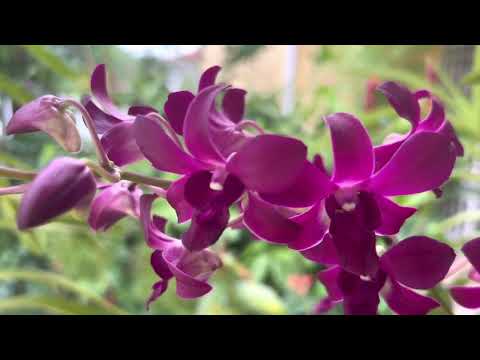 Malaysia Orchids 马来西亚的胡姬花