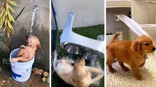 Your Daily Dose Of Funny Doggos
