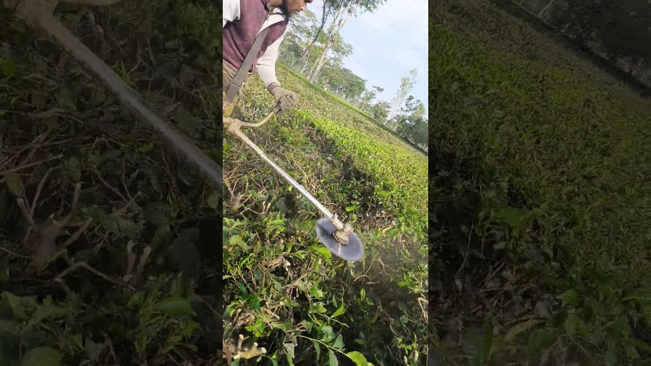 tea tree cutting machine 