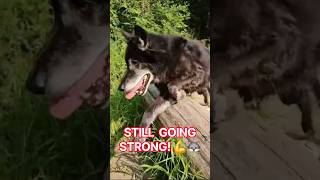KURGAN: 10.5 Years Young! 💪🐺 @1st508thAirborne