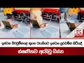 ඉන්ධන|sin