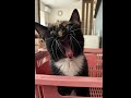 あくびの写真なんですけど、、みーの叫びになりました😱💦 #保護猫 #cat #ねこ #ムンクの叫び