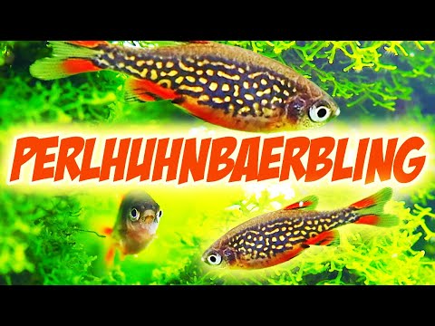 Video: Danio Malabar: Vermehrung, Pflege, Zucht und H altungsregeln für Fische