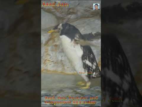 The Ultimate Penguin Waddle! 🐧😂#Penguin #FunnyAnimals #YouTubeShorts #CutePenguin #Wildlife