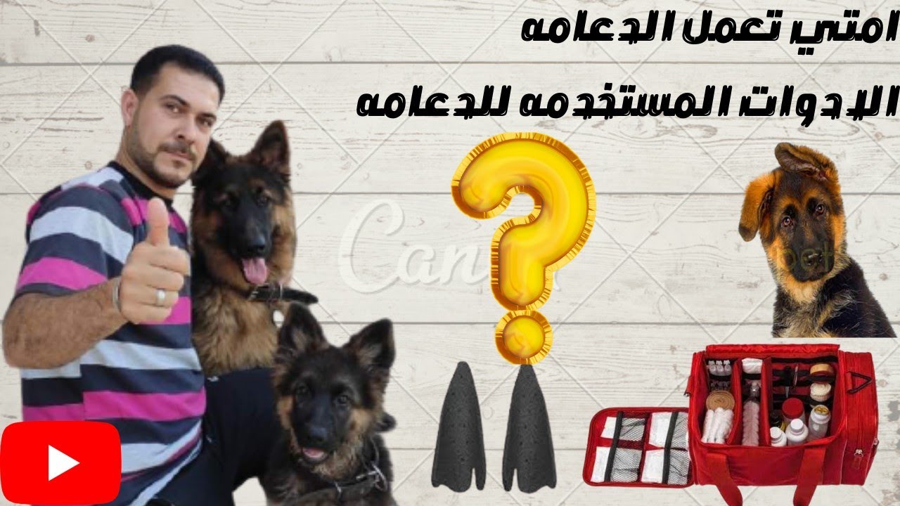 طريقه عمل الدعامه /ازاي تعمل دعامه للكلب ومواعيدها How does a dog ear support work and when?