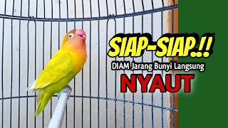 KOEK KOEK Memanggil, Lovebird Ngekek Panjang Memancing EMOSI Bikin Lawan ikut BUNYI