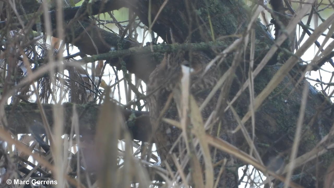 Krijsende en een slapende ransuil Viersels Gebroekt 2 dec 2021