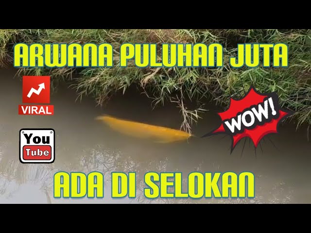 Togel Arwana 12 Capjikia
, Heboh Viral Arwana Seharga Puluhan Juta Berenang Di Selokan Youtube