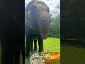 #Animal #Elephant #AnimalsOfYouTube #ElephantEatingFruit ￼