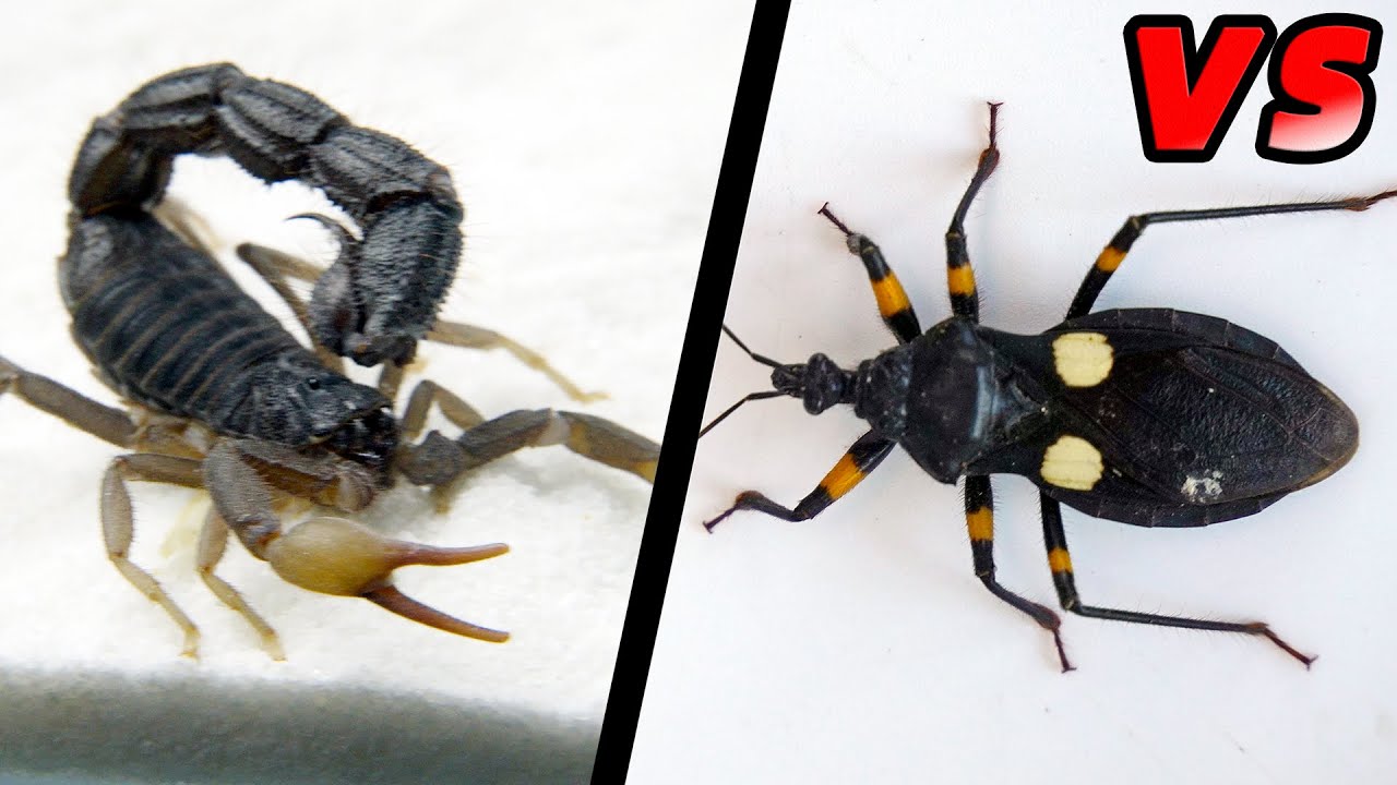 刺客蟲 VS 黑粗尾蠍！Assassin bug VS Strong black poisonous scorpion
