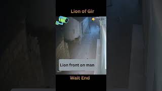 lion front on man |  #girlions #lion #gir #wildlife wi#asiaticlion #animals #shortsfeed #shorts #yt