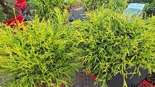 lemon thread false cypress ( malayalam )