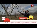 Добрай раніцы, Беларусь. ОБРЕЗКА КОСТОЧКОВЫХ ДЕРЕВЬЕВ.