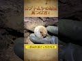 【やってみよう!】カブトムシの幼虫の見つけ方!