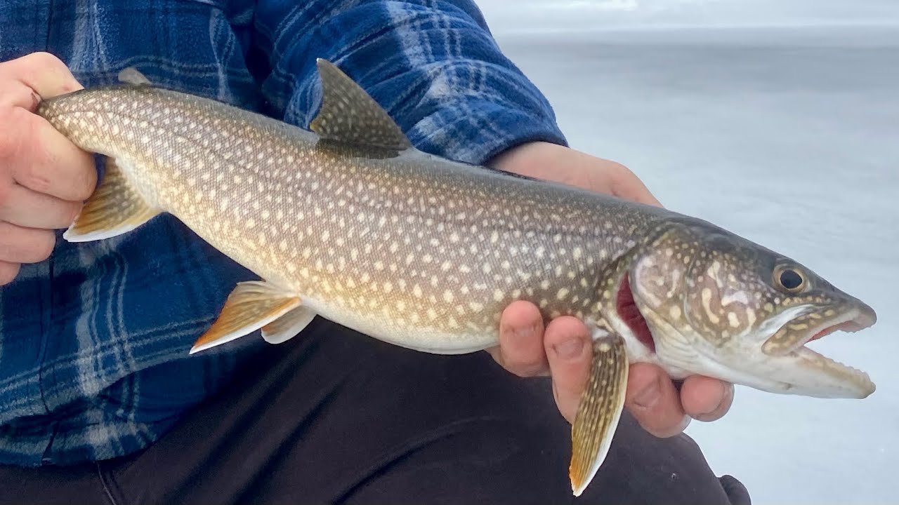 Catching Native Vermont Lake Trout