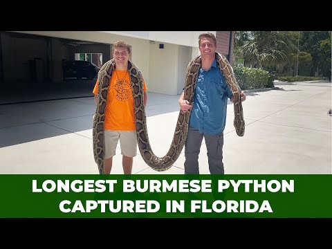 19 feet! Longest Burmese python recorded in Florida