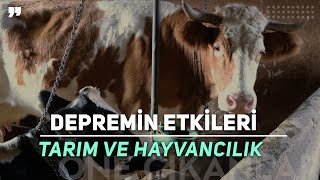 GÜNEYDOĞU DEPREMİ TARIM VE HAYVANCILIĞI NASIL ETKİLEDİ?