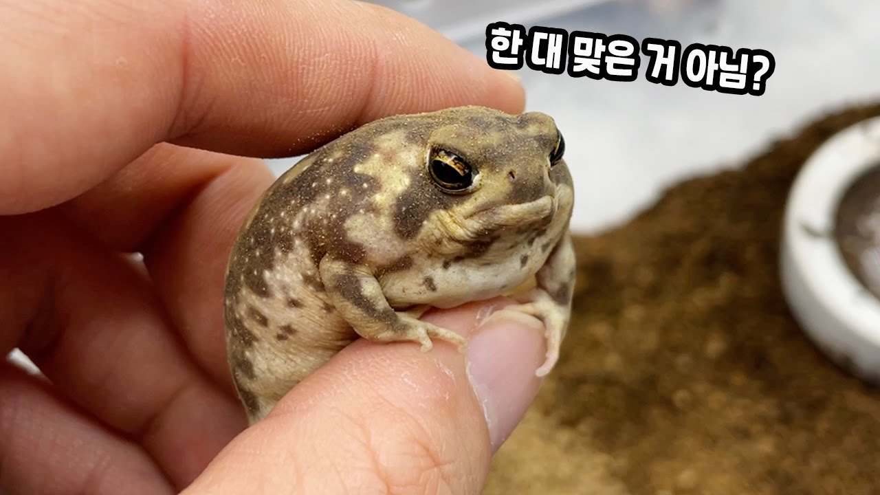비쥬얼 끝판왕 개구리 등장ㅋㅋ 사육방법 완벽히 알려 드립니다!