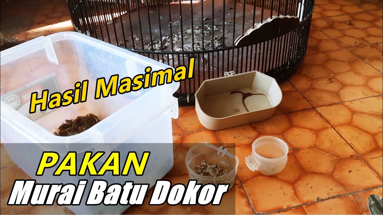 Menu pakan MURAI BATU DOKOR hasil maksimal
