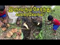அரண் | இந்த விதைக்கு என்ன சிறப்பு தெரியுமா? | அதனால தான் விதைக்கிறோம்! #palm #enathuaran
