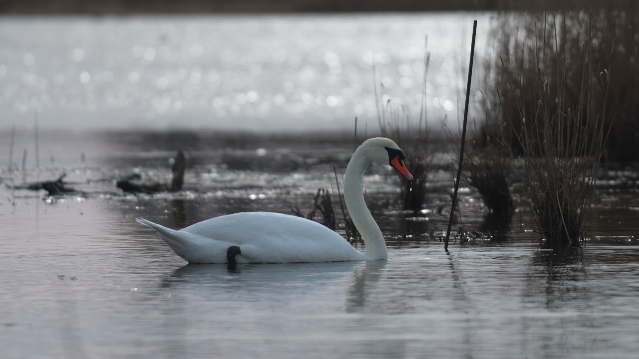 Den fantastiske natur på Amager Fælled