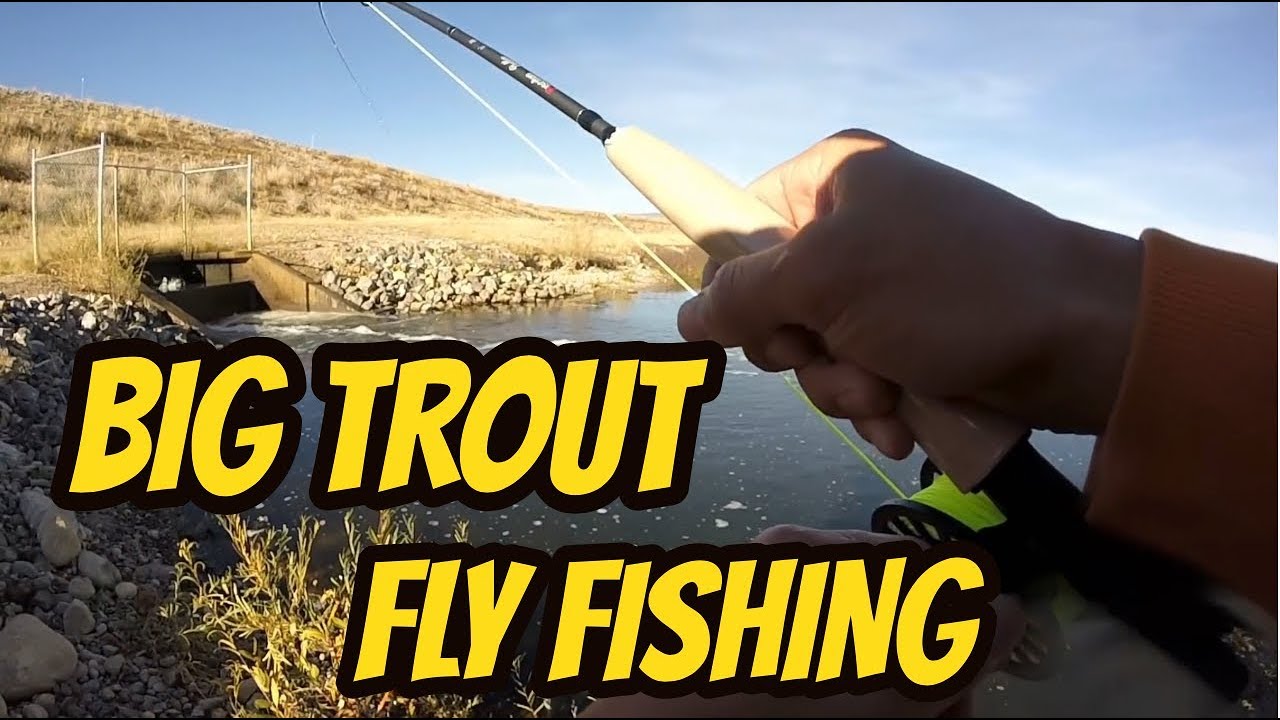 BIG Rainbow Trout Fishing Fly Fishing Montana YouTube