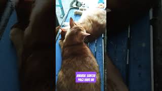 Aktifitas Pagi Anabul Santaicoverremixcat kucingnyanyicatlover kucinglucunyanyikucing