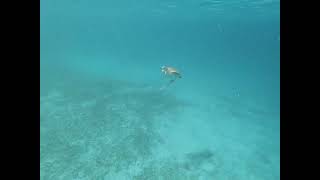 oh look! a turtle!