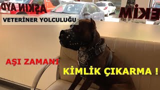 Veterinere Yolculuk Kopeklere Kimlik Cikarma Kopekbakimi Youtube