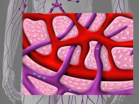 Lymphatic System mov - YouTube