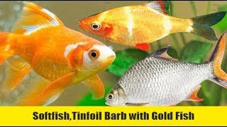 Softfish,Tinfoil Barb with Gold Fish