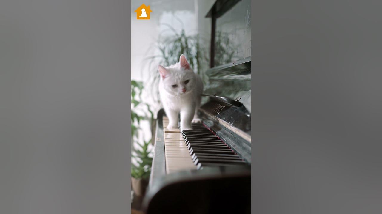 How Smart are Cats How Your Cat's Brain Works Pets Guideline YouTube