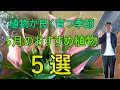 [ガーデニング] 5月のおすすめ植物5選～心地よい季節に始めよう！5月の庭＆母の日ギフトにぴったりな植物紹介